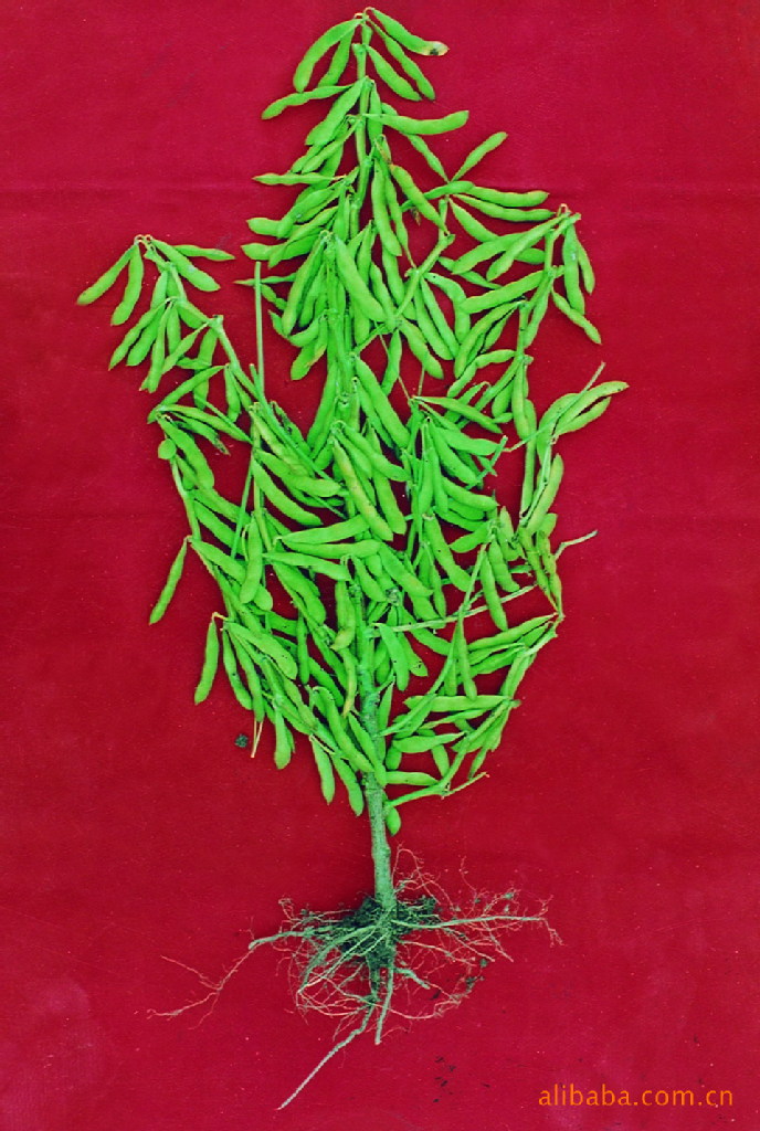 产量高,品质好的大豆新品种——翠扇大豆,四粒仓,四粒荚,黄豆