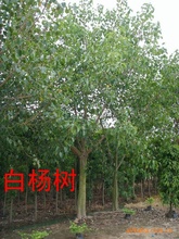 供应绿化苗木菩提树－－－万盛花木场