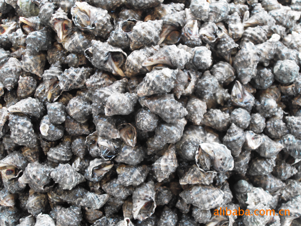 海鲜贝类批发,批发沙蛤蜊(肥蛤,黄哈)鲜