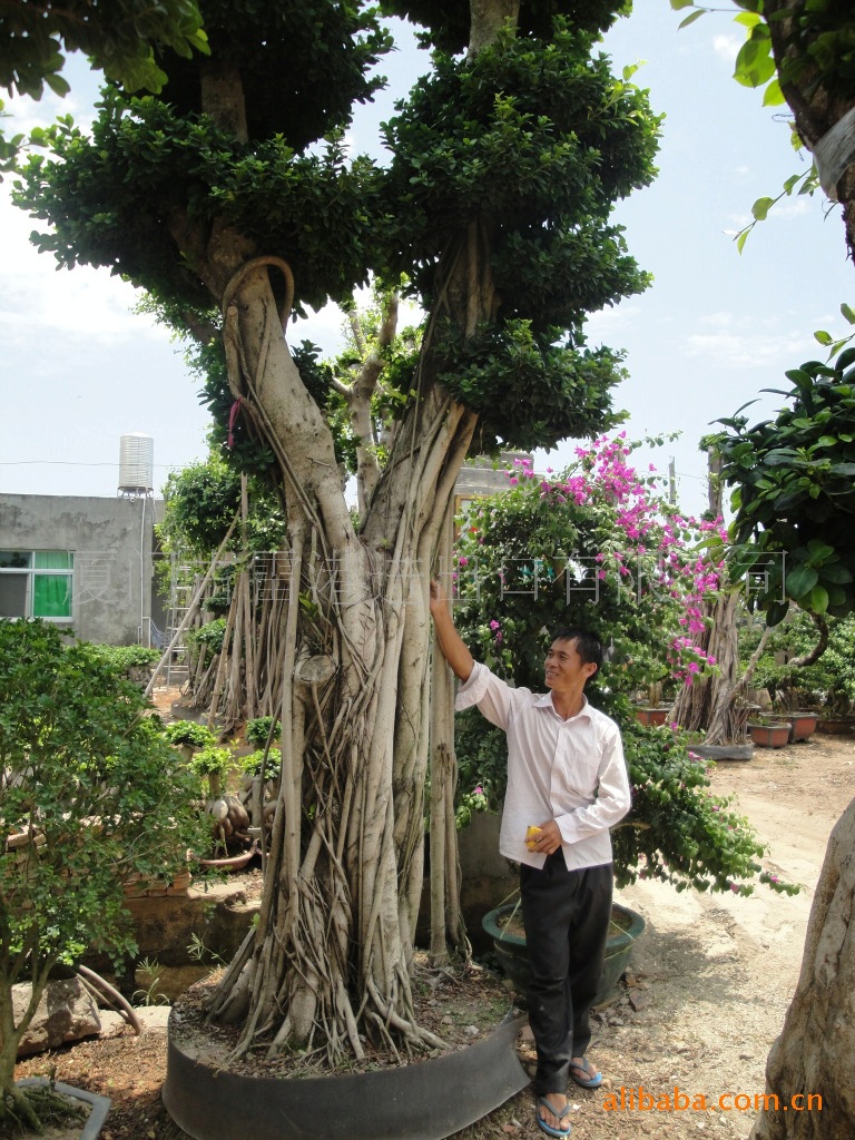壁纸 盆景 盆栽 树 植物 768_1024 竖版 竖屏 手机