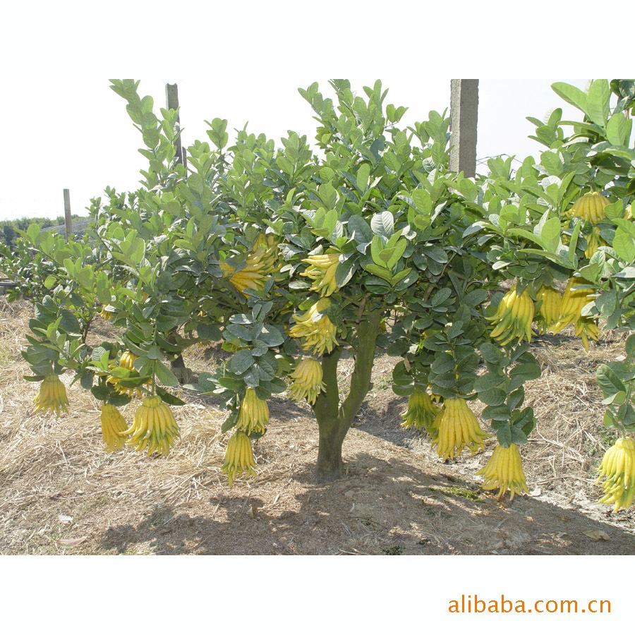 佛手苗 佛手苗木 佛手种苗 佛手盆景1