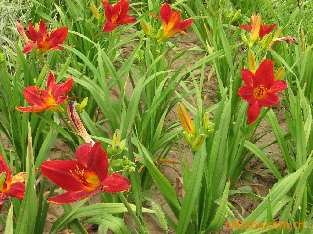 秦皇岛田嘉园林集团全国**红宝石萱草红运萱草金光大道萱草