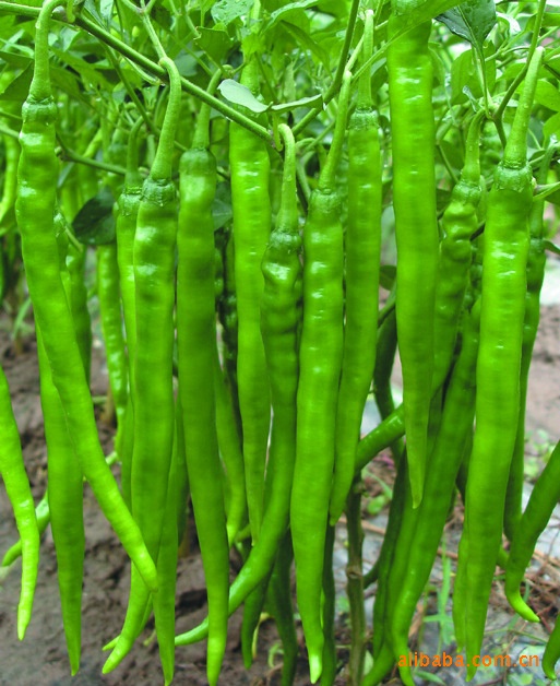 湘研蔬菜种子批发 高产,皮薄肉脆浅线椒辣椒种子-湘妃