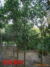 供应绿化苗木菠萝蜜－－－万盛花木场