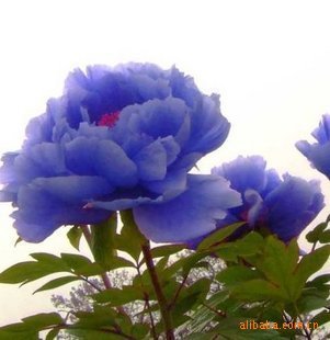 出售精品牡丹 蓝牡丹 十大名花之一 花中之王牡丹 花苗