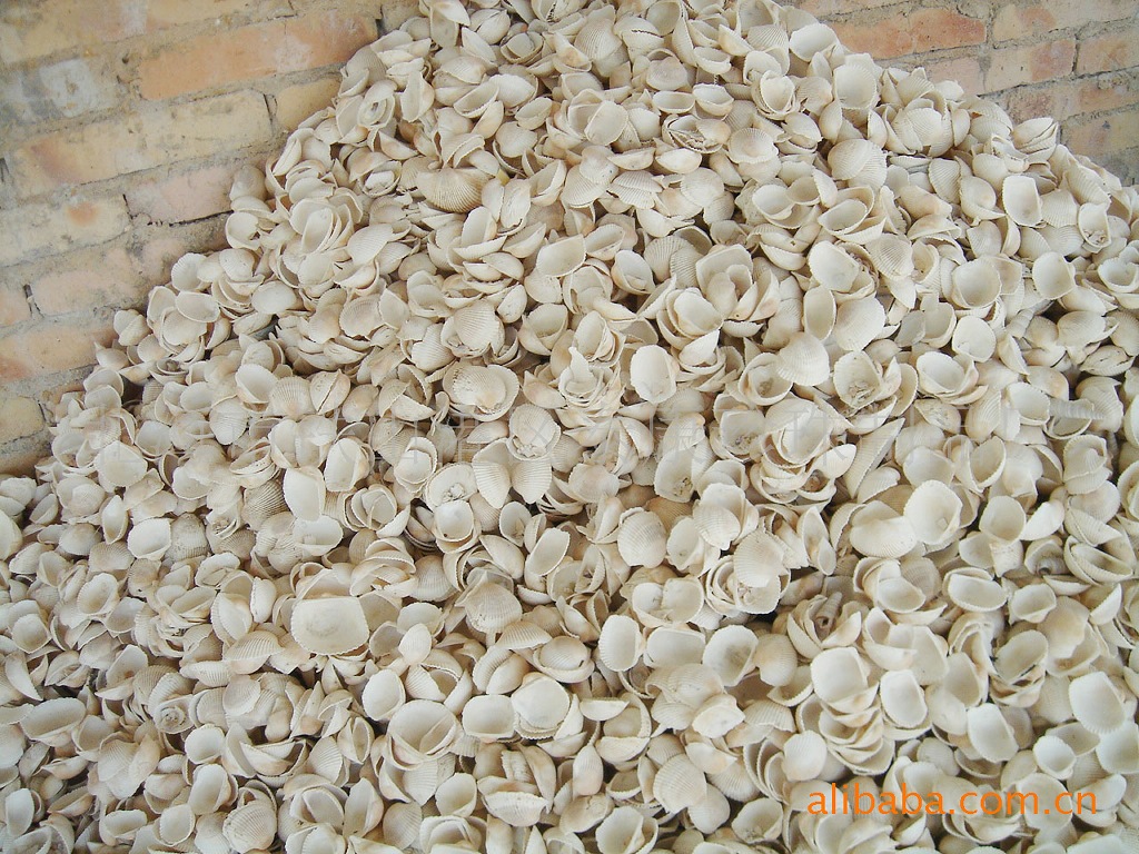【红螺壳】漂白海螺贝壳 工艺原材料