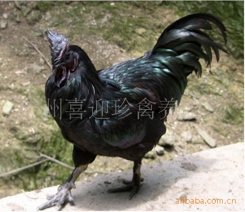 珍禽动物养殖,动物种苗鹧鸪,绿壳鸡(五黑一绿鸡 )