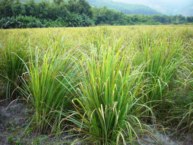 "香茅是什么?"很多人都会这样问,那就来看看我的农场吧!