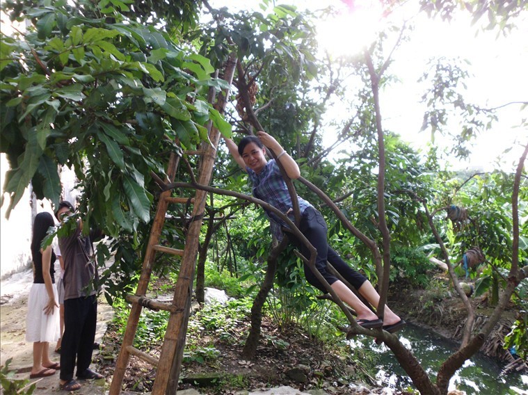 我下来换人爬树了,一个在龙眼树上把树枝压低,一个在地方摘龙眼.