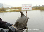野生中华鳖 中央七套推介产品 梁正方强力牌甲鱼