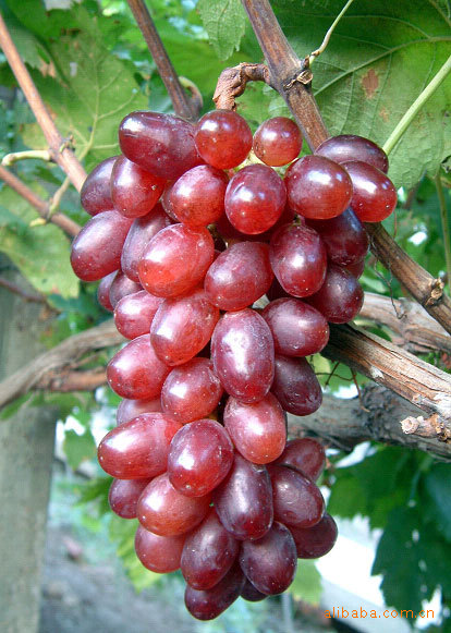 供应优质魏可葡萄苗 脱毒苗木 场家直销