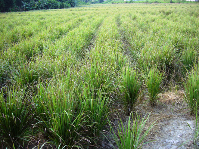 "香茅是什么?"很多人都会这样问,那就来看看我的农场吧!