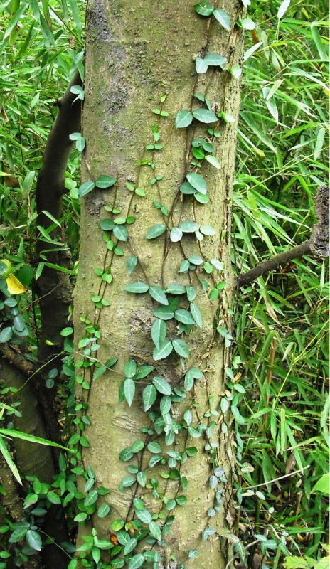 你是谁的藤?你们是什么关系?【真家伙十二季】