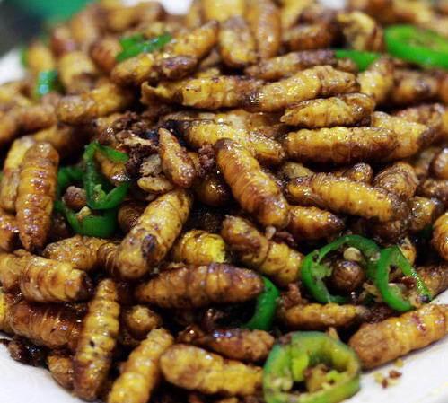 美味菜肴炒黄蜂子  炒黄蜂子主料:黄蜂幼虫100克.