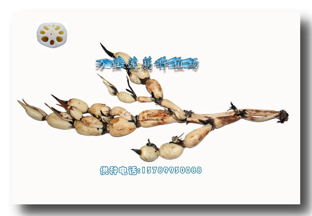 供应莲藕种泰国花奇莲