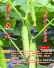 白黄瓜价格_今日最新白黄瓜价格行情走势 - 阿