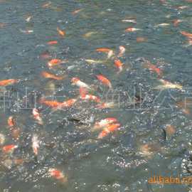 广东红鲤鱼_广东红鲤鱼价格_优质广东红鲤鱼