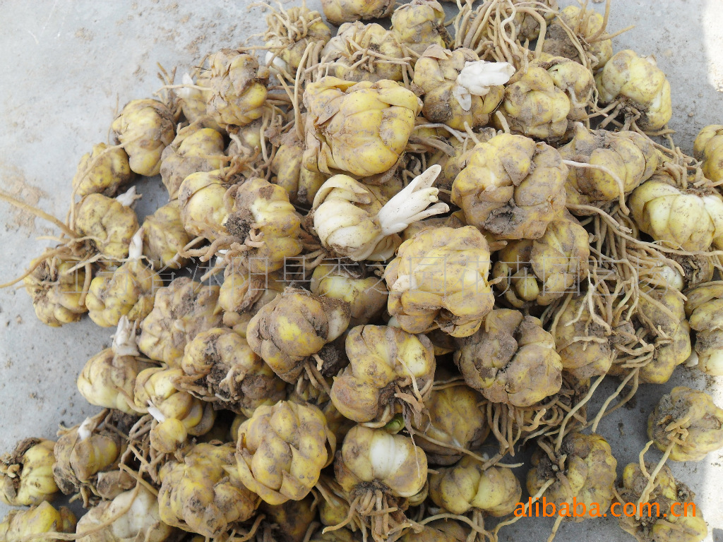 批发卷丹百合花种 食用观赏百合花种球 种子 花可观赏球食用