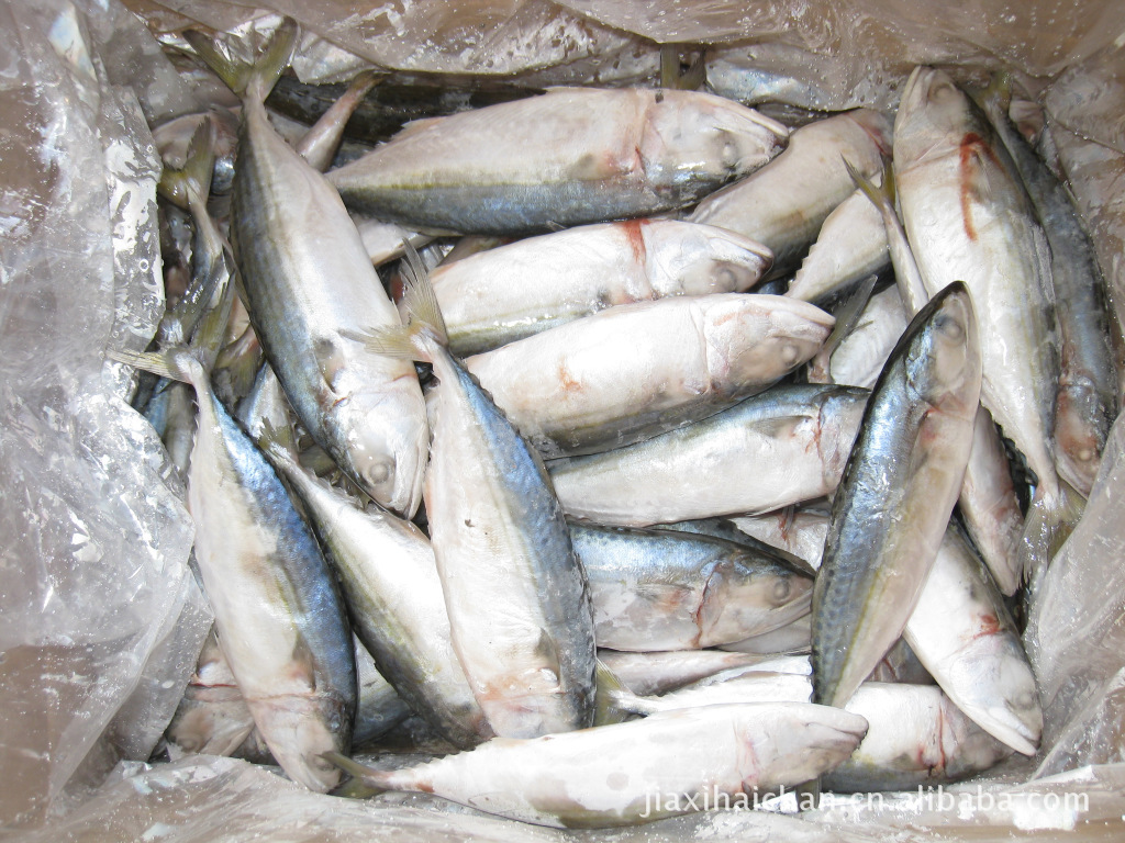 厂家批发供应 北海冷冻白面鱼 冷冻粗加工海鲜 水产品 单冻白面鱼
