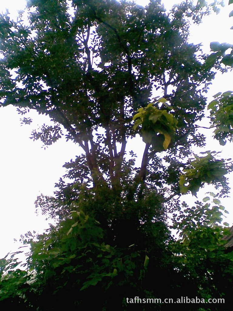 供应干直树型优美的优质柿子树