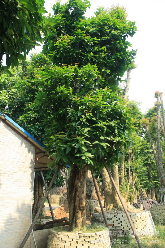 供应洋蒲桃/绿化苗木/胸径8到35公分/农户自家花场种植直销