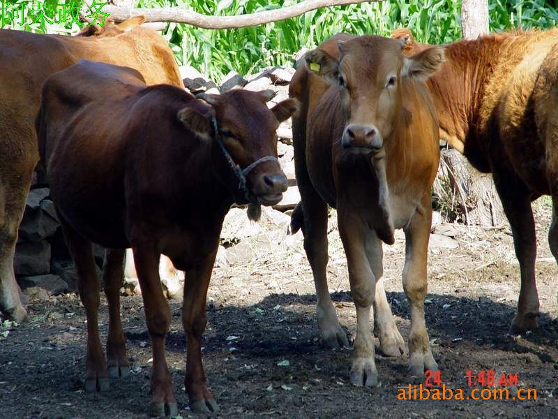肉牛养殖利润分析_肉牛育肥一般利润_2017年肉牛养殖成本和利润