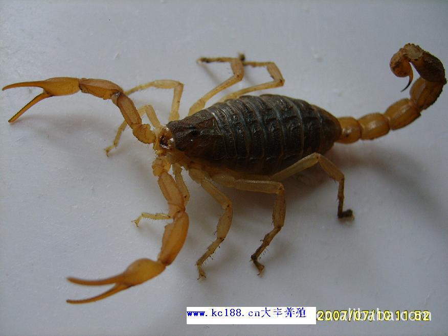 供应东亚钳蝎 全蝎,活蝎子,冻蝎子,种蝎子