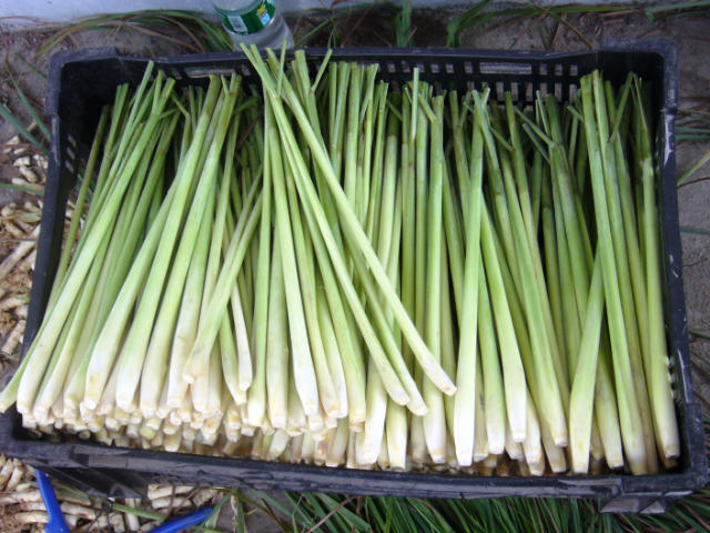 "香茅是什么?"很多人都会这样问,那就来看看我的农场吧!