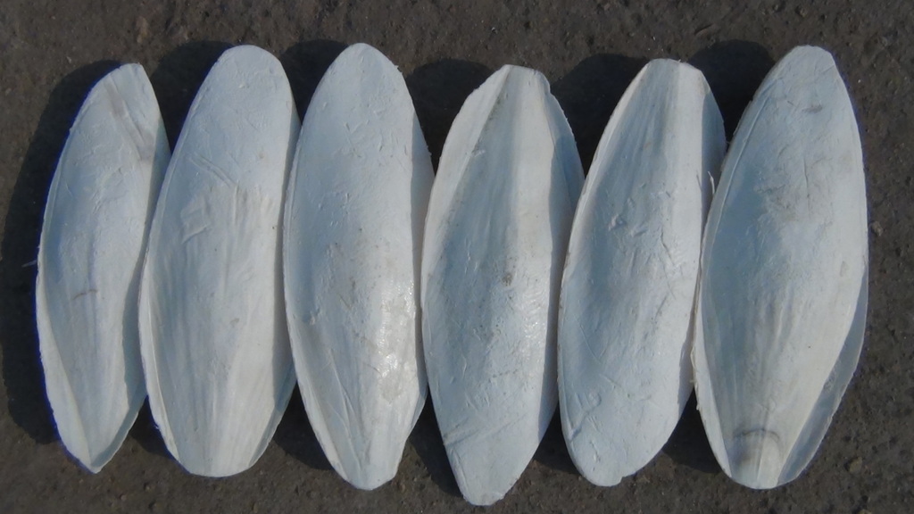 墨鱼骨,海螵蛸 ,乌贼骨/中药材