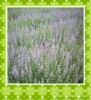 supply green Seedlings -Peppermint seedling supply green Seedlings -Peppermint seedling