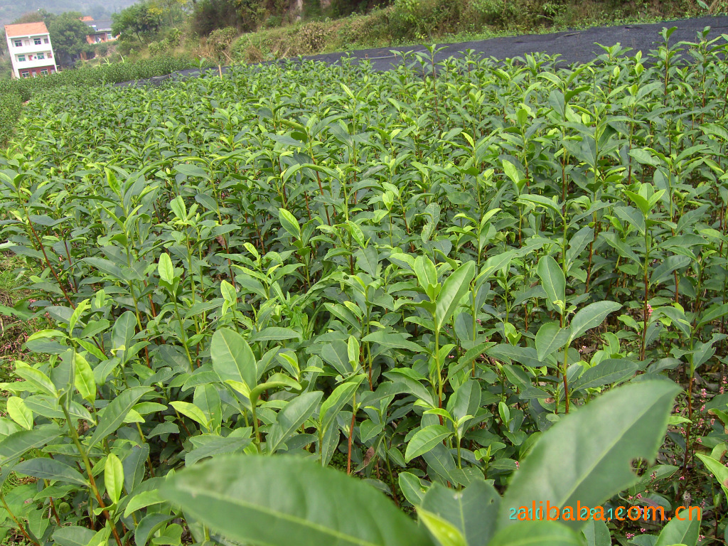 批发龙井43茶苗镜岭中亚送您一家绿色银行让财富与快乐永