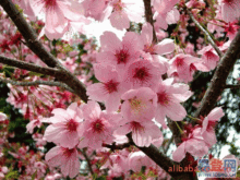 江苏樱花基地价格 山东樱花基地价格