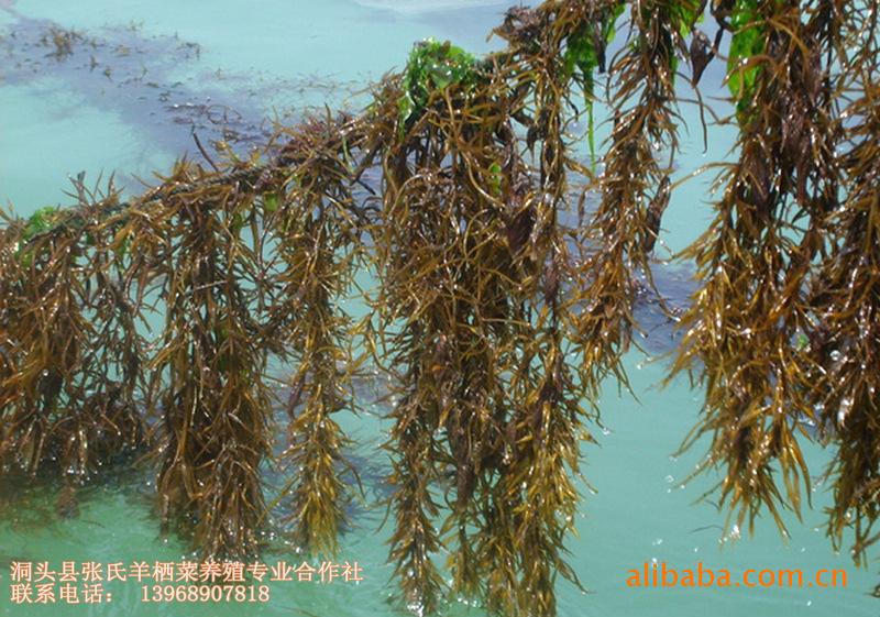 食用海藻海菜_,低脂肪——食用海藻海菜,出口供应