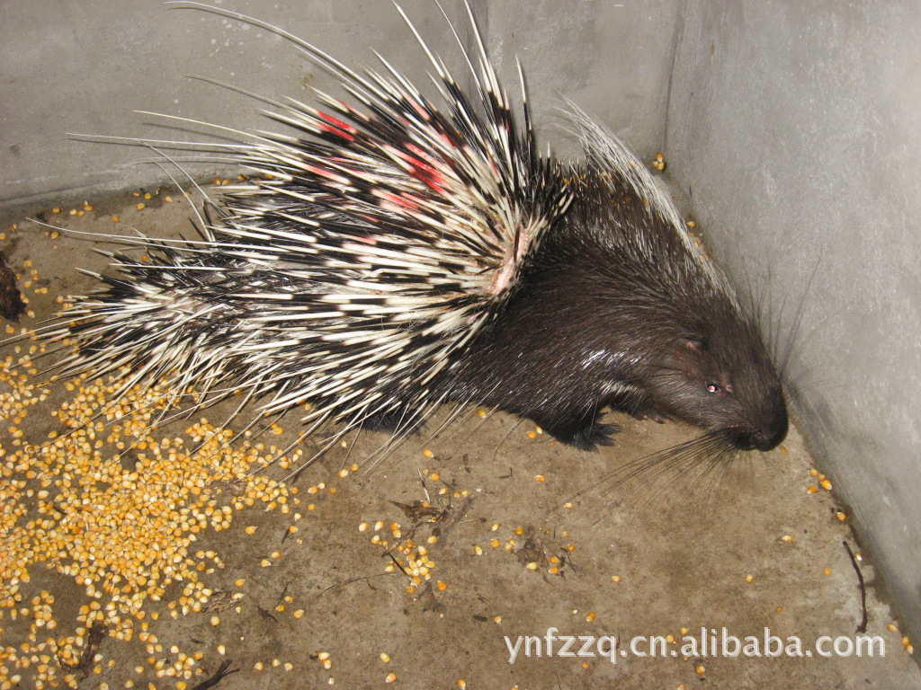 珍禽养殖场 所在地:云南 昆明市 2019-01-05 常年出售优质商品豪猪