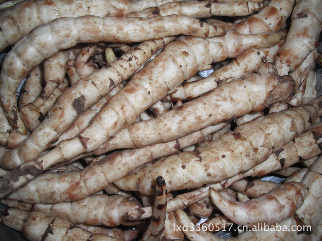 地参俗称野天麻