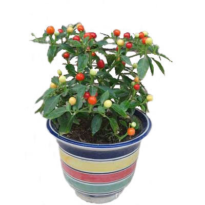 四季果盆景 吉庆果盆景 室内外盆景 花草盆景