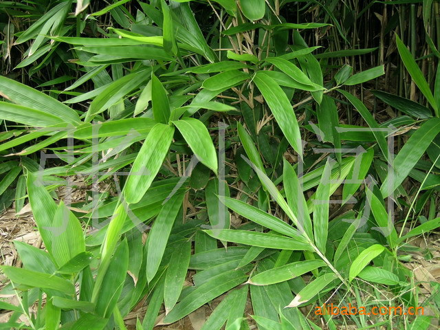 现货出售箬竹阔叶箬竹地被竹矮生竹子风景竹欢迎咨询