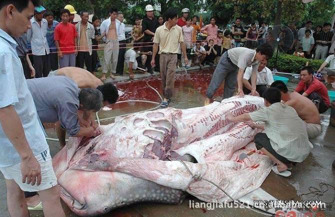 徐州市云龙湖出现食人鱼