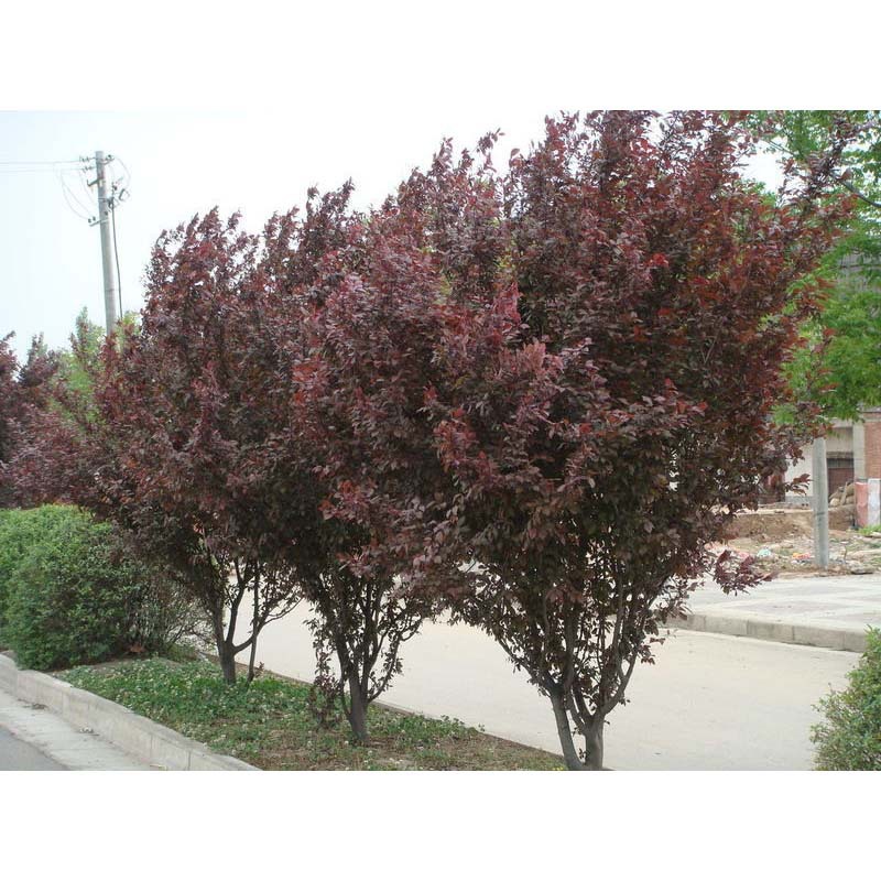 紫叶李种植培育基地,低价大量供应各种规格紫叶李