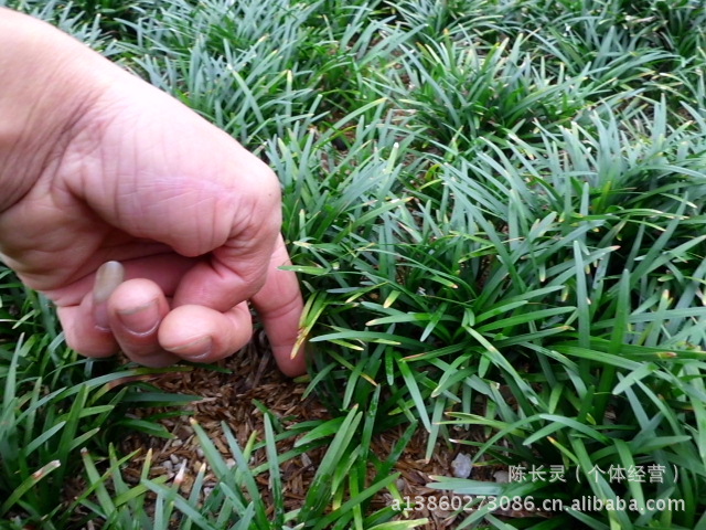 供应:福建花卉 南方花卉 绿化苗 地被草 批发 矮麦冬 玉龙草