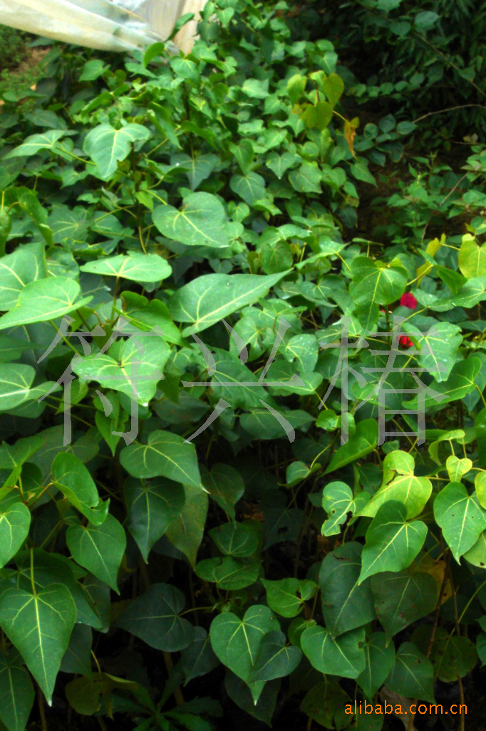 大量供应杨叶肖槿袋苗(半红树植物)