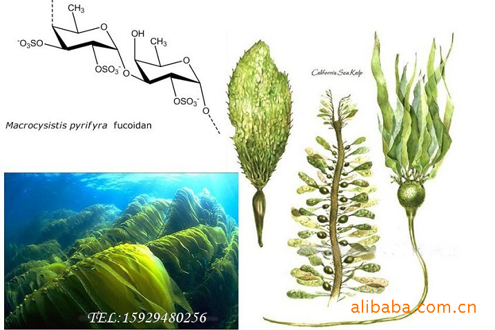 主打产品为岩藻黄质,海带多糖,褐藻糖胶(褐藻多糖硫酸酯)及海带纤维等