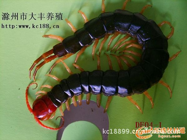 供应少棘巨红头蜈蚣,商品金头蜈蚣-2.5元-5元/条