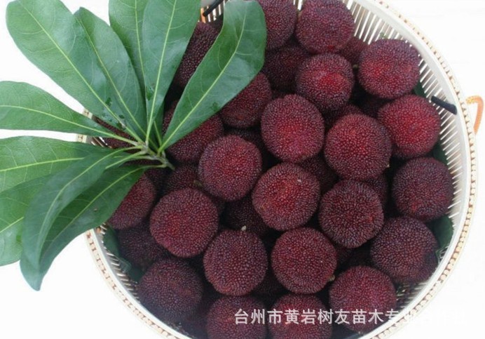 【树友苗木】1年生黑高峰杨梅苗 树友-国内业优质厂商10-30公分