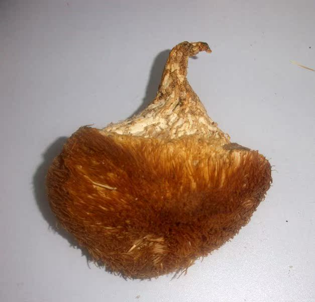 黑 大兴安岭独特的自然环境,使盛产的"猴头蘑"富含大量蛋白质,植物