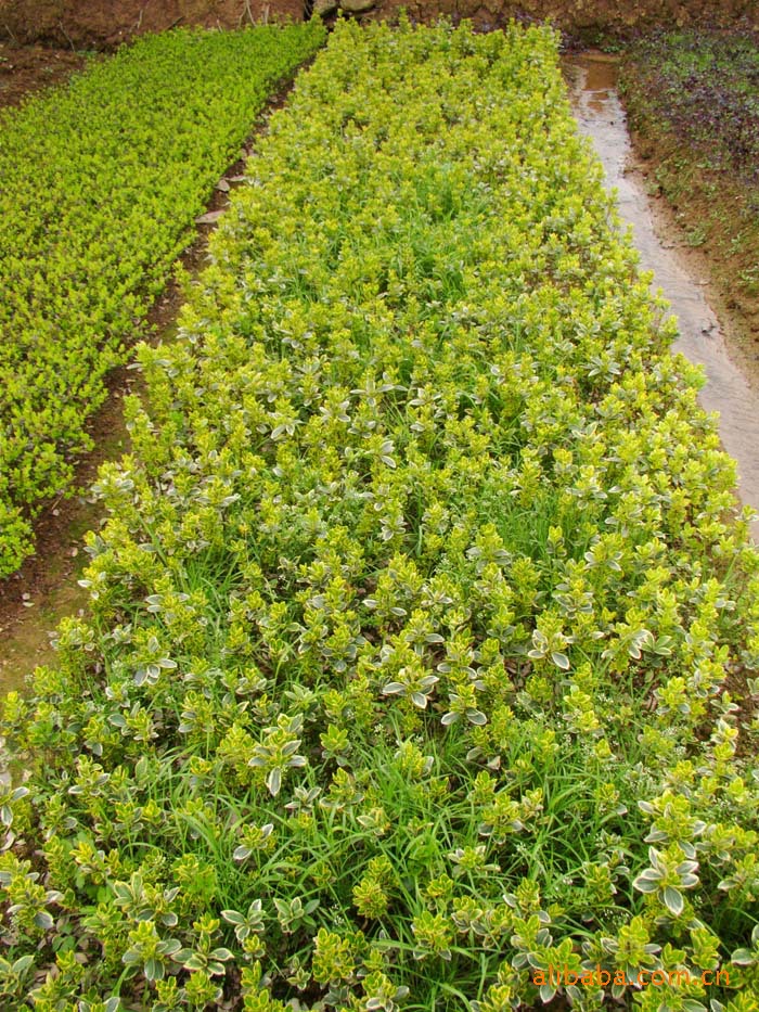 【批发】湖南绿化苗木 金边四季青小苗及大叶黄杨