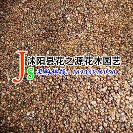 批发优质爬藤植物花卉 五叶地锦种子 园林绿化五叶爬山虎种籽