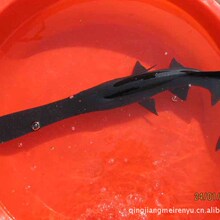 镇平县鱼苗_黑龙睛观赏鱼批发 镇平县鱼苗养殖