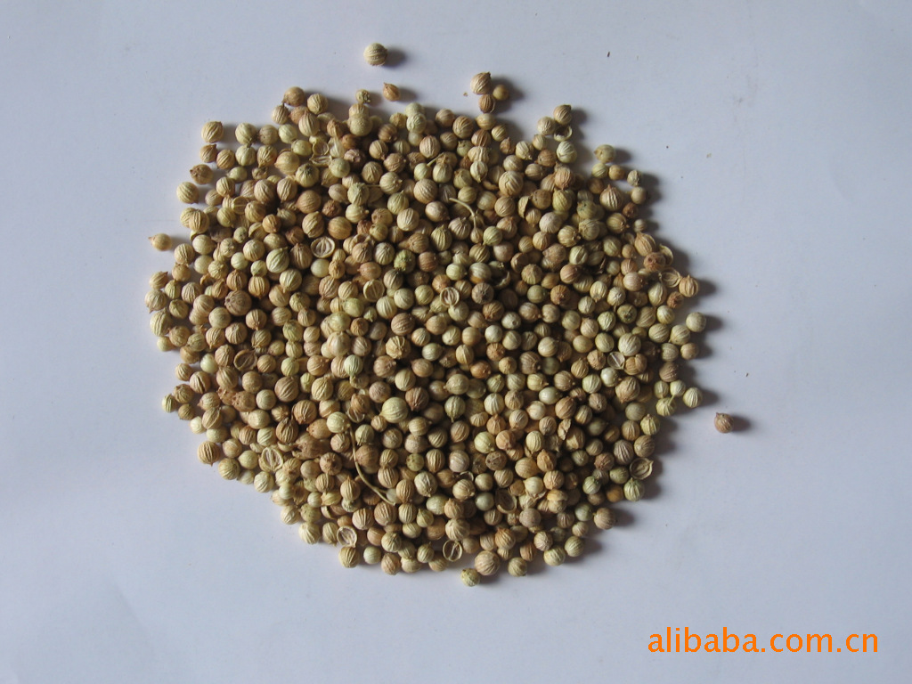 蔬菜种子 叶菜类种子 香菜种子 叶菜类都市菜园