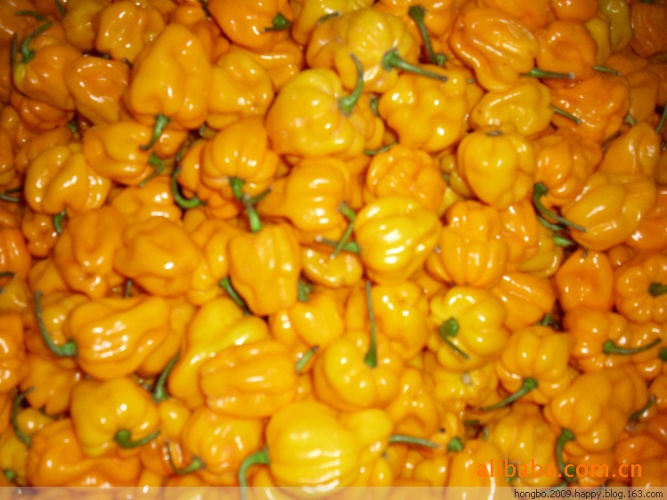 黄辣椒鲜